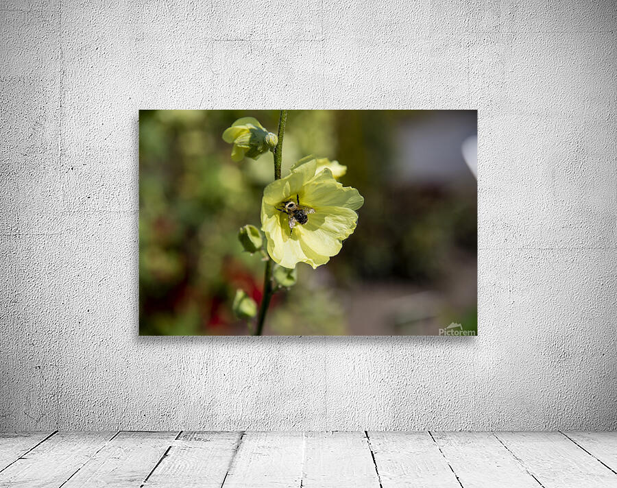 Hibiscus jaune  Wall Preview