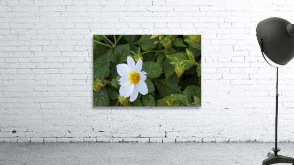 fleurs isole Wall Preview