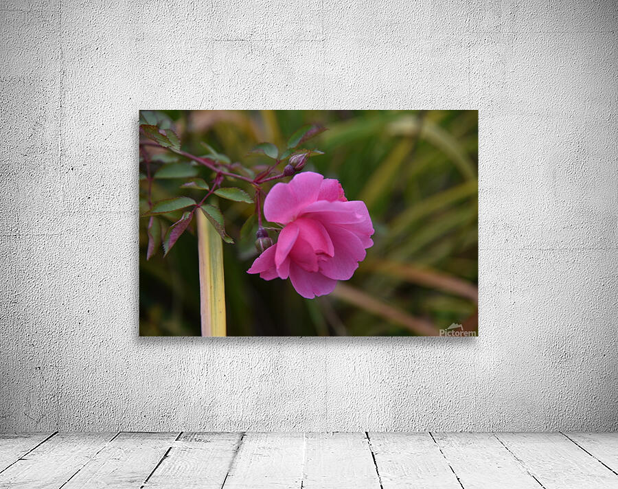 Rose solitaire Wall Preview