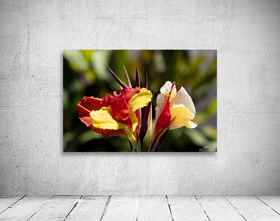 Balisier comestible Wall Preview