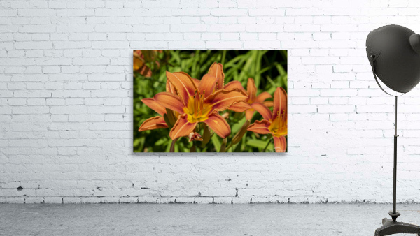 Lys orange Wall Preview