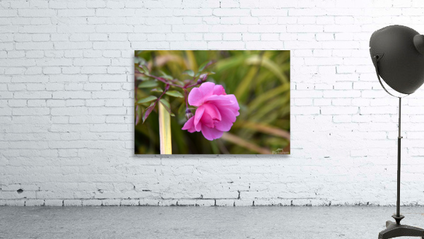 Rose dautomne solitaire Wall Preview