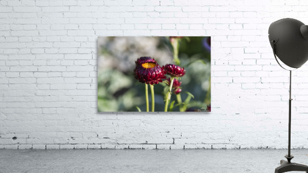 Immortel rouge macro Wall Preview