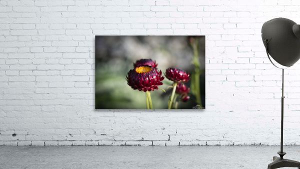  Immortelle a bracteesfleur Wall Preview
