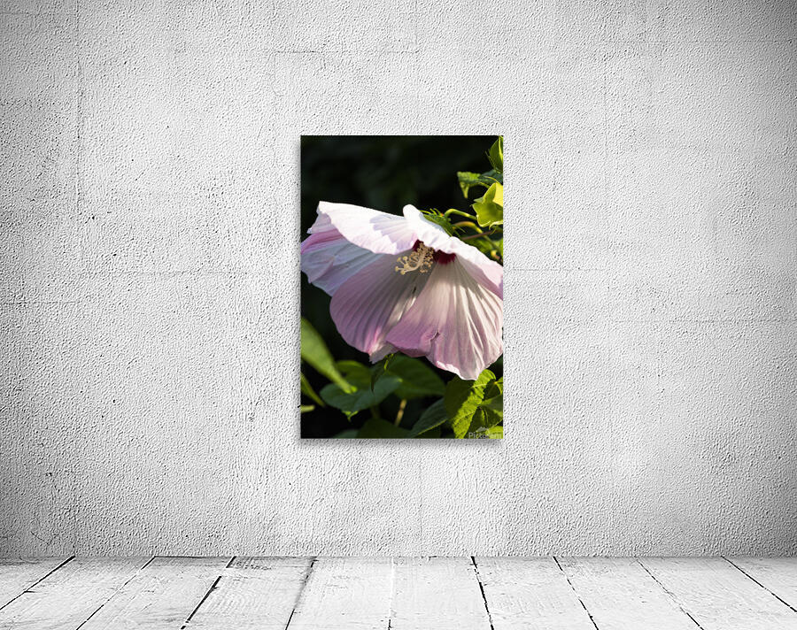 Hibiscus rose Wall Preview
