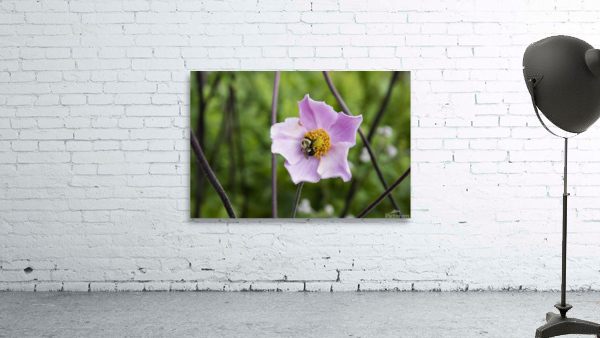 Anemone avec abeille Wall Preview