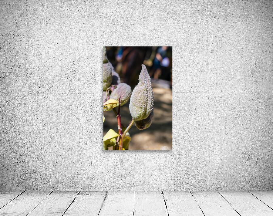 Fleurs inconnue Wall Preview