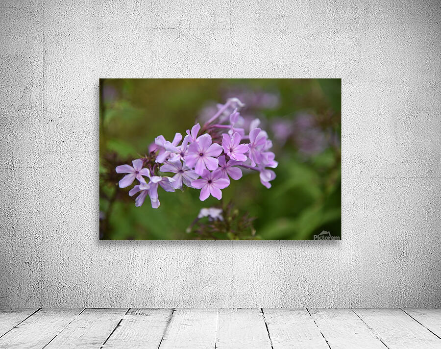 Lilas macro Wall Preview