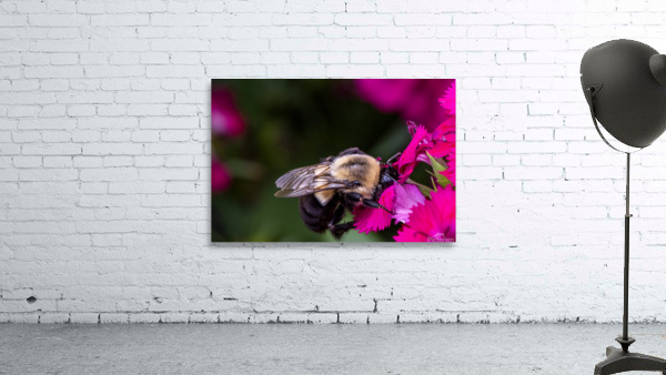 Abeille dans les fleurs Wall Preview