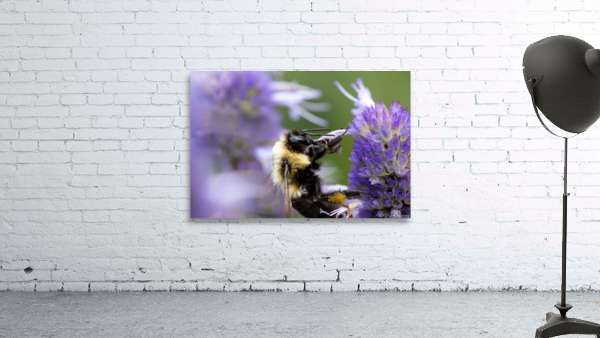 Macro Abeille incroyable Wall Preview