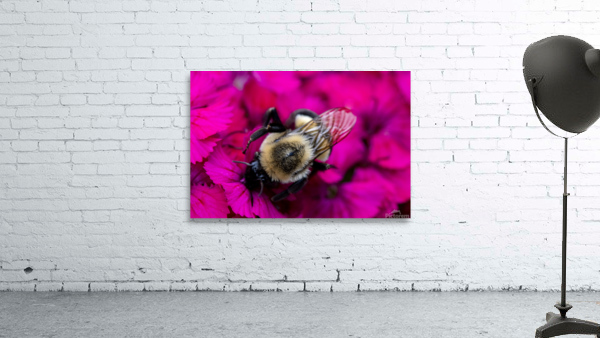Macro abeille 3 Wall Preview