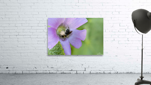 Natures Worker: Macro Image of Pollen-Covered Bee on Hibiscus Aperçu sur mur