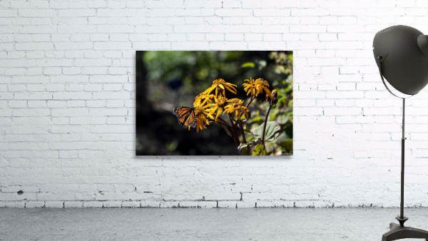 Distant Monarch: Butterfly on Yellow Flowers Wall Preview