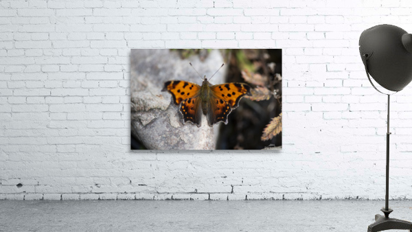 Resting Radiance: Orange-Winged Butterfly on Grey Rock Wall Preview