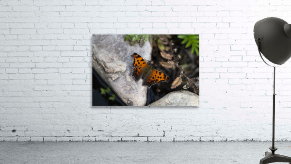 Macro Serenity: Butterfly on Rock Wall Preview