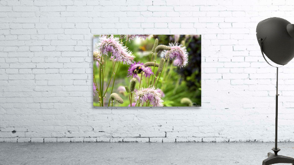 Magie de la nature : Decouvrez linstant capture de labeille sur la fleur eponge. Wall Preview