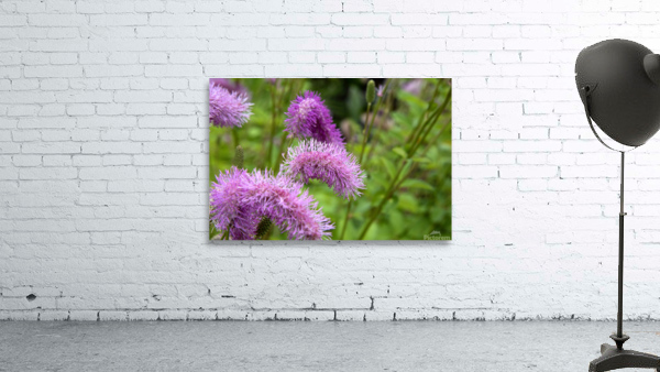 Fleurs eponge: Lelegance saisissante en macro Wall Preview