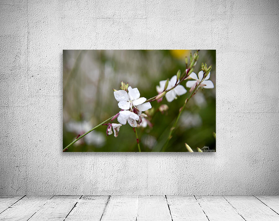 Luminosite florale : Fleur de Gaura en pose macro details captivants et fond bokeh Wall Preview