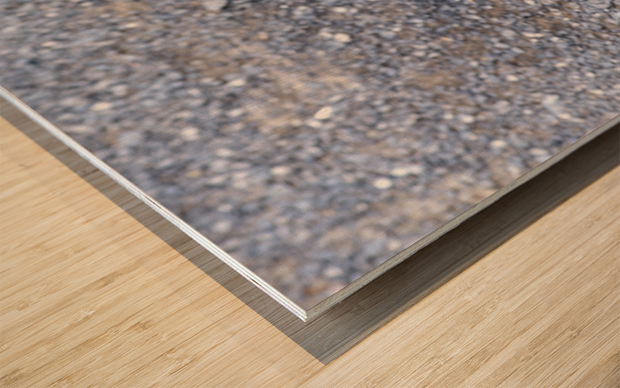 Canard perdu  Wood print