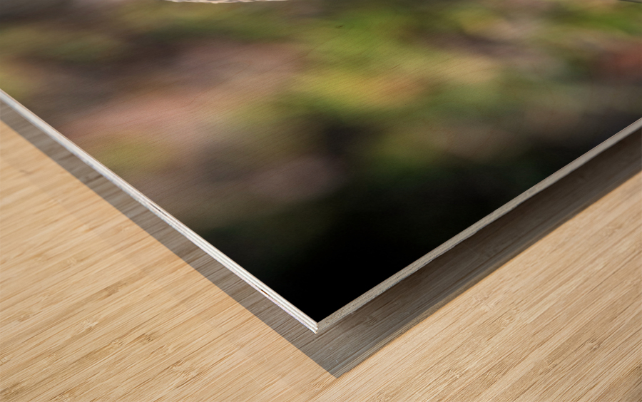 Macro canard Wood print