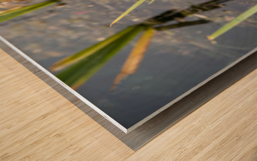 Belle journee au soleil Impression sur bois