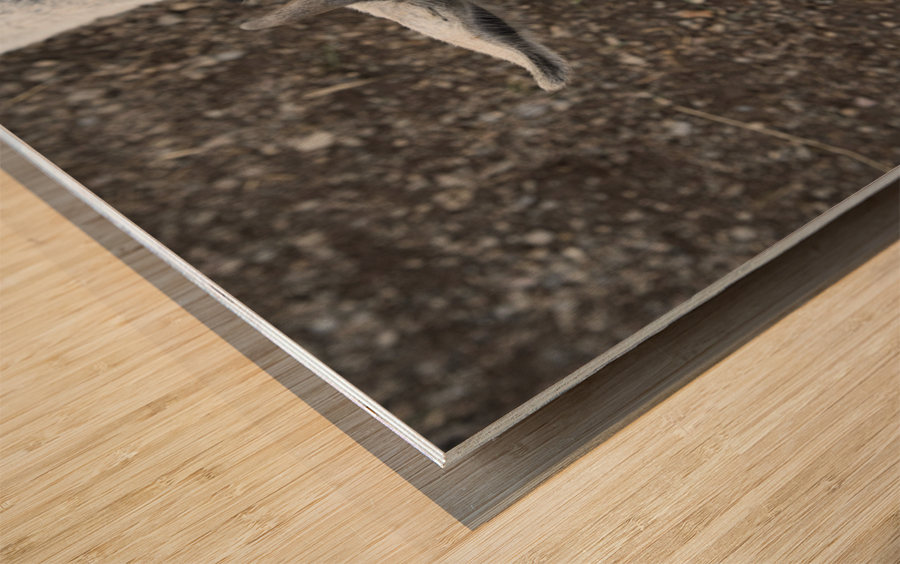 Bebe chevre Impression sur bois