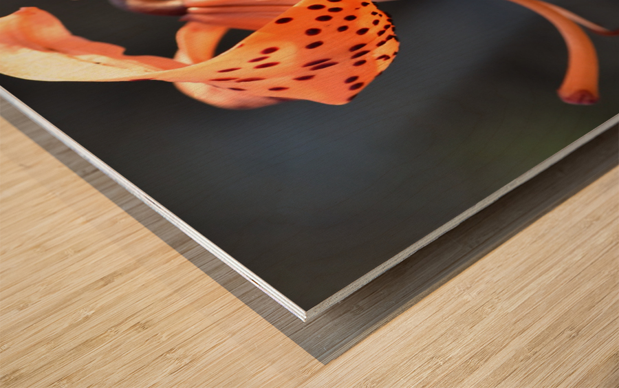 Lys au soleil dete Wood print