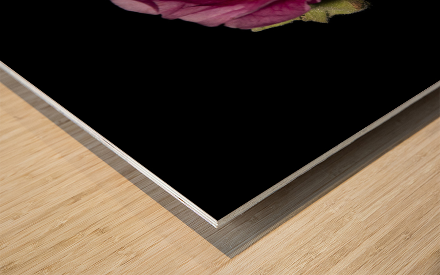 Hibiscus de nuit  Wood print