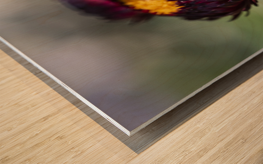  immortelle a bracteesfleur Impression sur bois