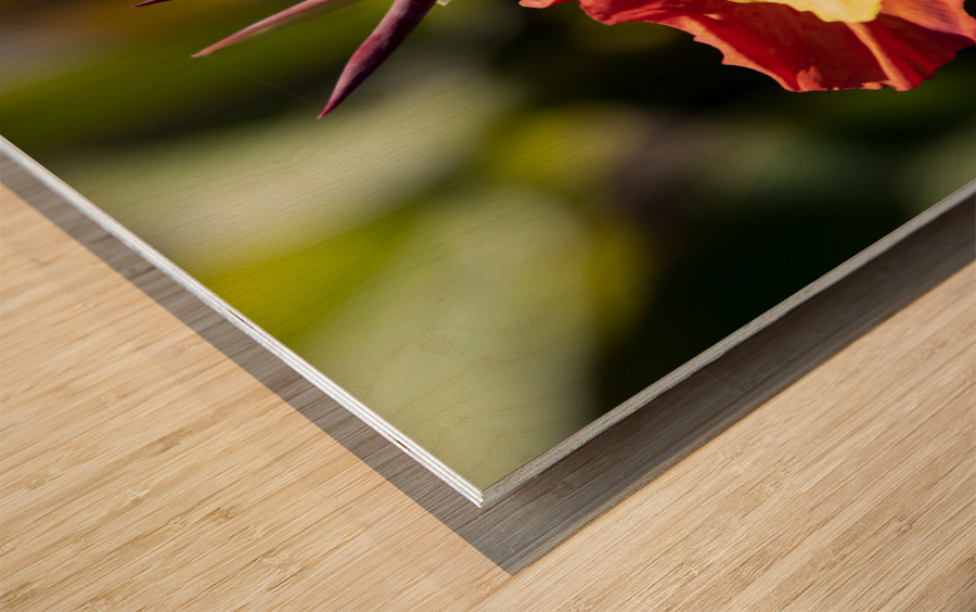 Balisier comestible Wood print