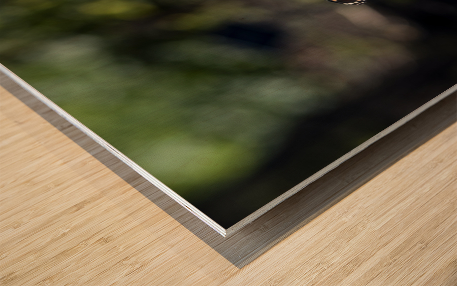 Distant Monarch: Butterfly on Yellow Flowers Wood print