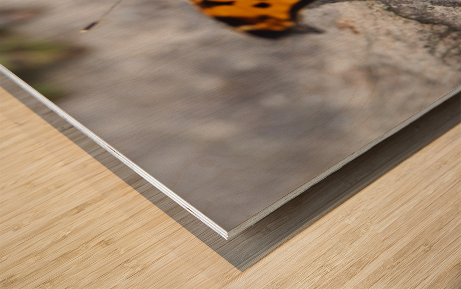 Resting Radiance: Orange-Winged Butterfly on Grey Rock Wood print