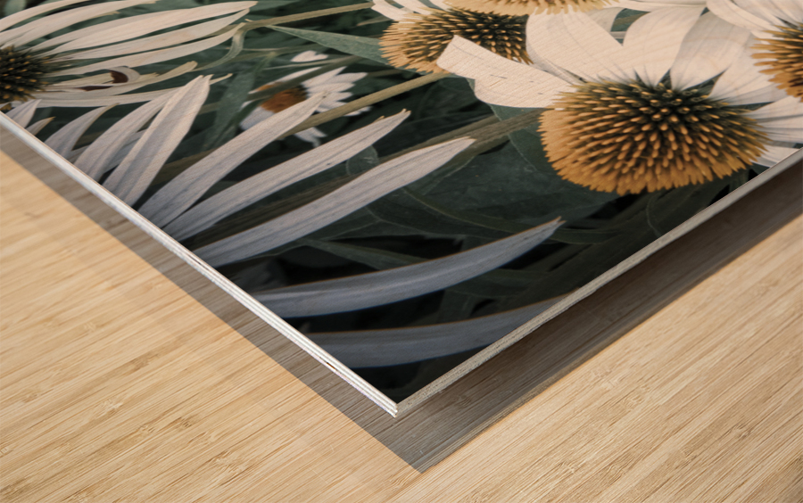 Splendeur botanique : Champs de fleurs dEchinace capture en macro avec une touche de desaturation Wood print