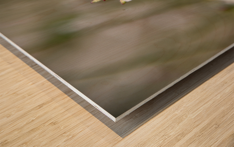 Luminosite florale : Fleur de Gaura en pose macro details captivants et fond bokeh Wood print