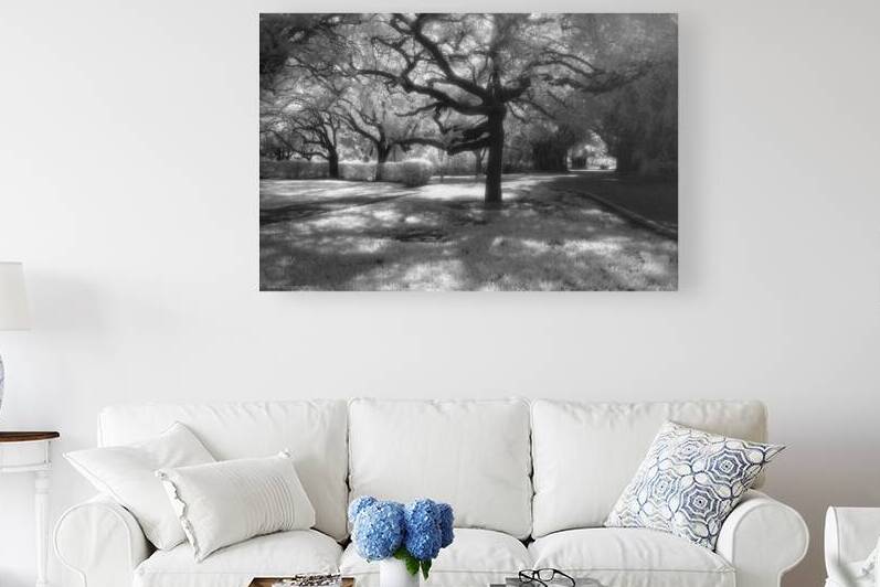 Arbres IV Coral Gables FL 2009 by Jean Grothe artiste photographe