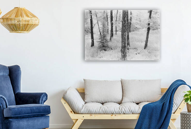 La fougeraie VIII «Au bois de Mélusine» Stukely Sud 2000 by Jean Grothe artiste photographe