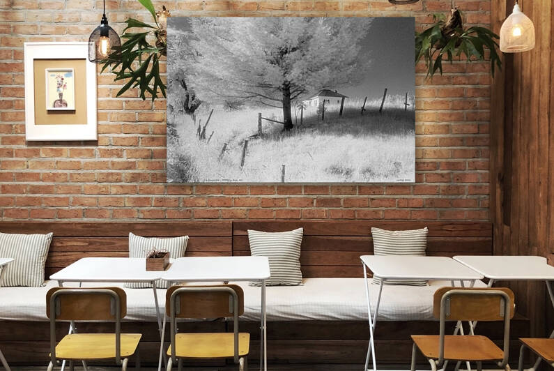 La fougeraie I Stukely Sud QC 2001 by Jean Grothe artiste photographe