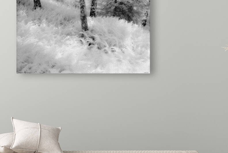 La fougeraie VII Stukely Sud QC  2000  by Jean Grothe artiste photographe