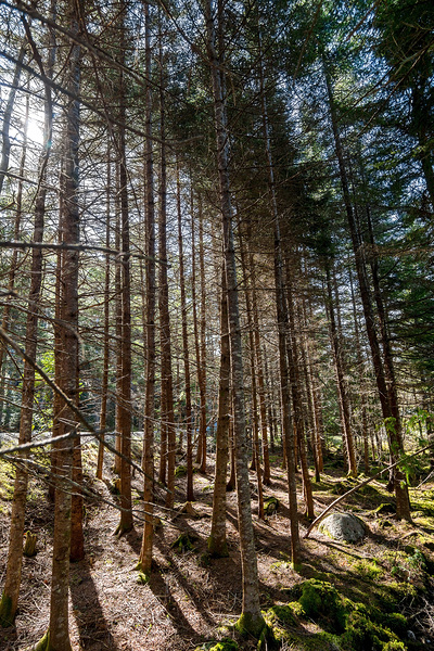 The Beauty of Nature Digital Download