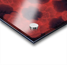 Crimson Bloom Acrylic print