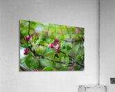 Flowers closeup 7 Acrylic Print