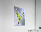 Flower Acrylic Print