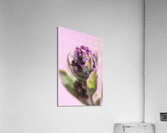 Sprout  Acrylic Print
