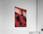 Crimson Bloom Acrylic Print