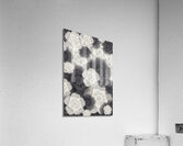 Monochrome Petals Acrylic Print