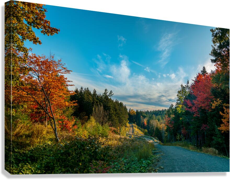 Red trees Autumn Canvas Print