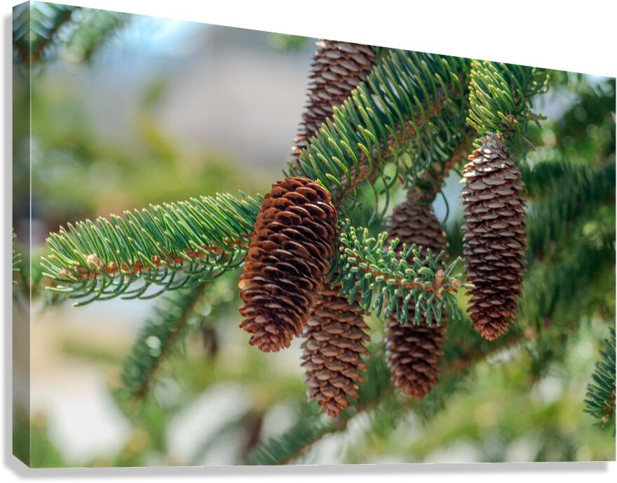 fir tree with cones 5 Canvas Print