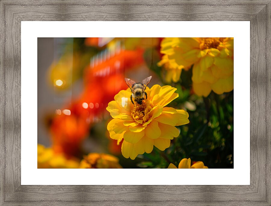 bee and flowers Picture Frame print