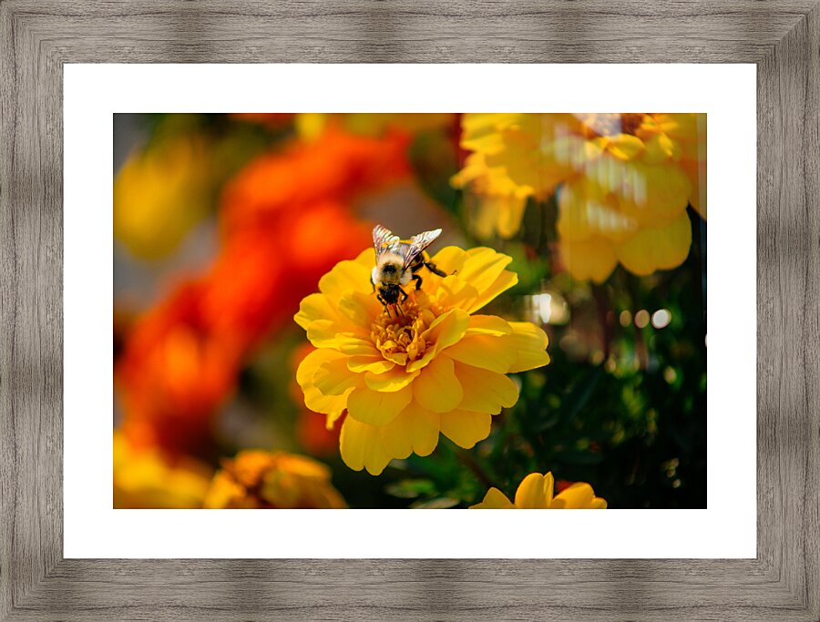 bee and flowers 2 Picture Frame print