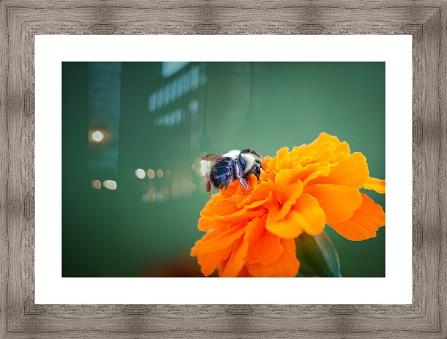 bee and flowers 4 Picture Frame print